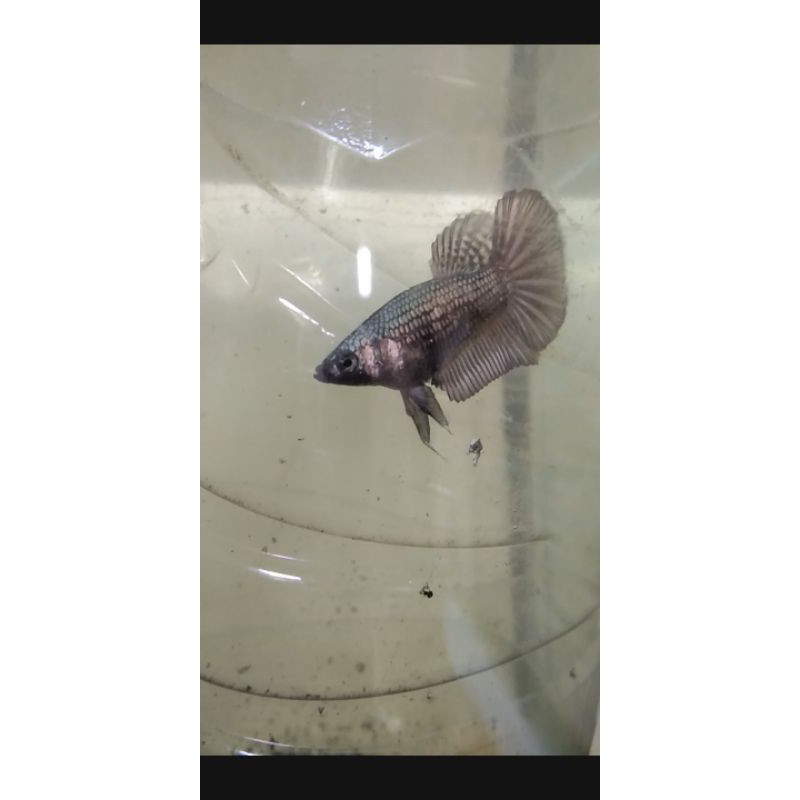 female hmpk bester dan black copper