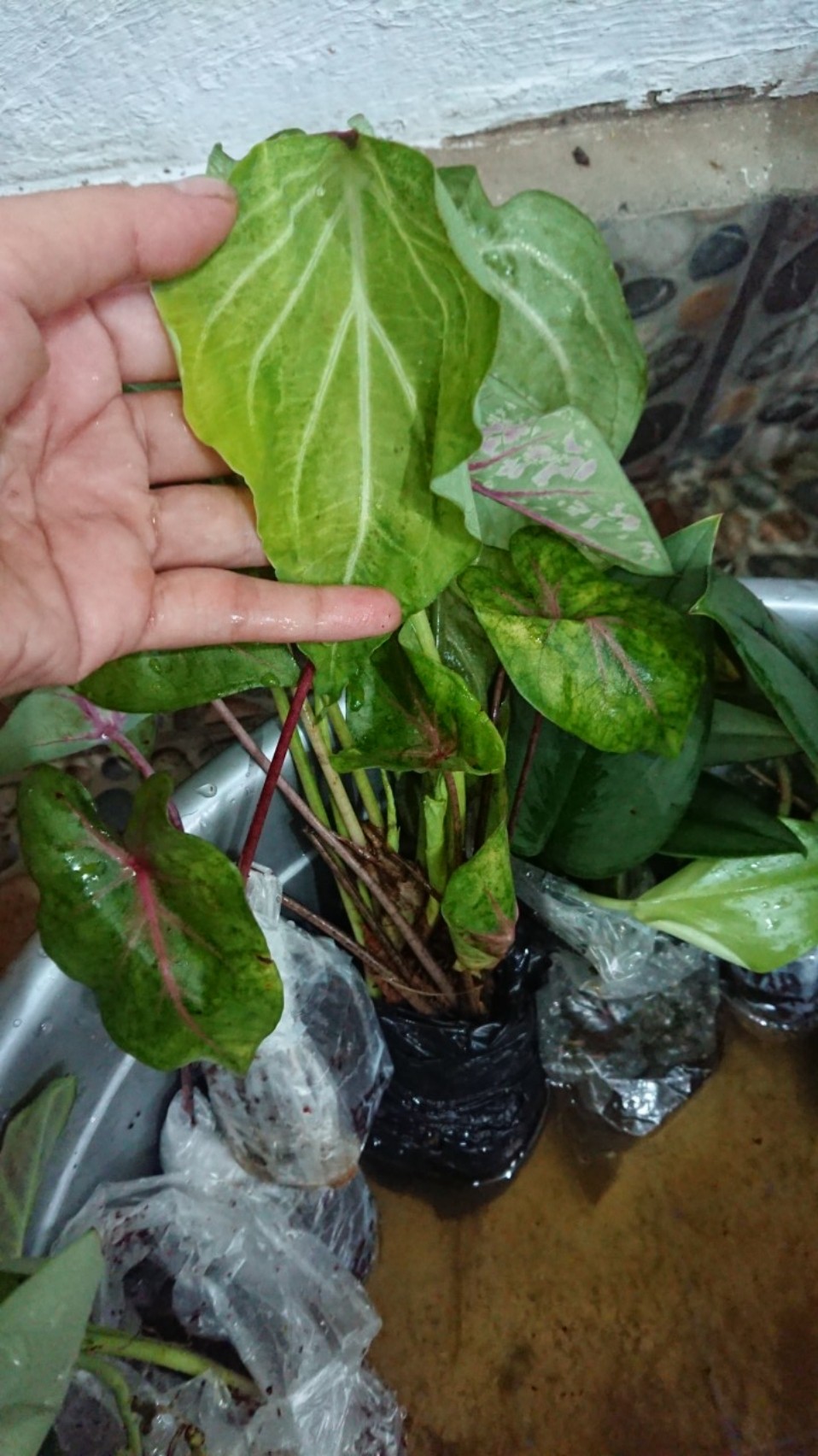 Tanaman Hias Tisu Wayang Cantik Tanaman Hias