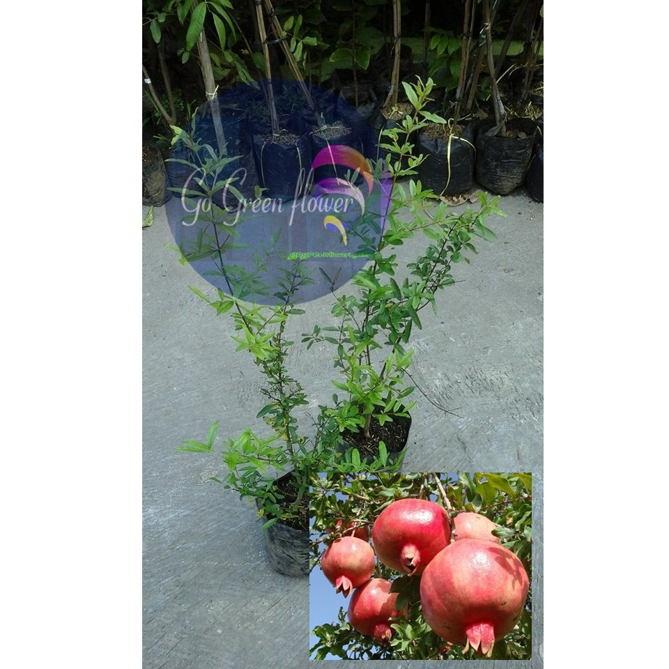 BIBIT BUAH DELIMA MERAH