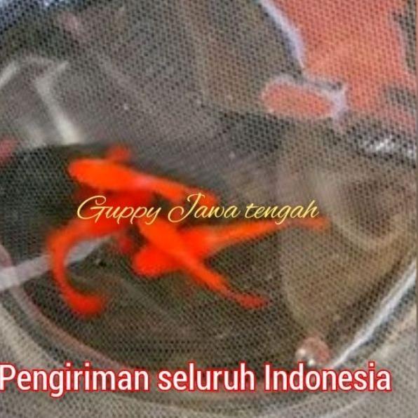 Paling Sesuai.. Albino koi red ear gen king