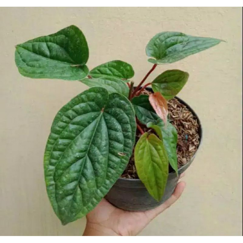 tanaman hias anthurium sirih / tanaman anthurium sirih