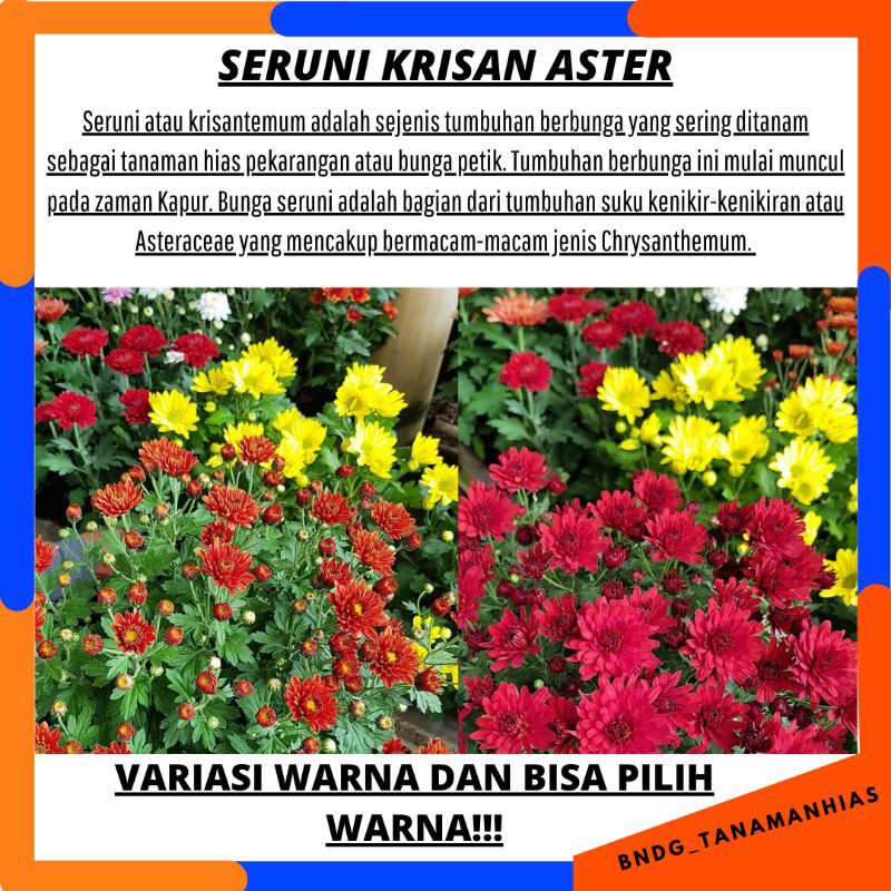 PAKET 16 POHON ISI 8 WARNA BUNGA SERUNI KRISAN ASTER GRADE SUPER | WARNA RANDOM | TERMURAH!!