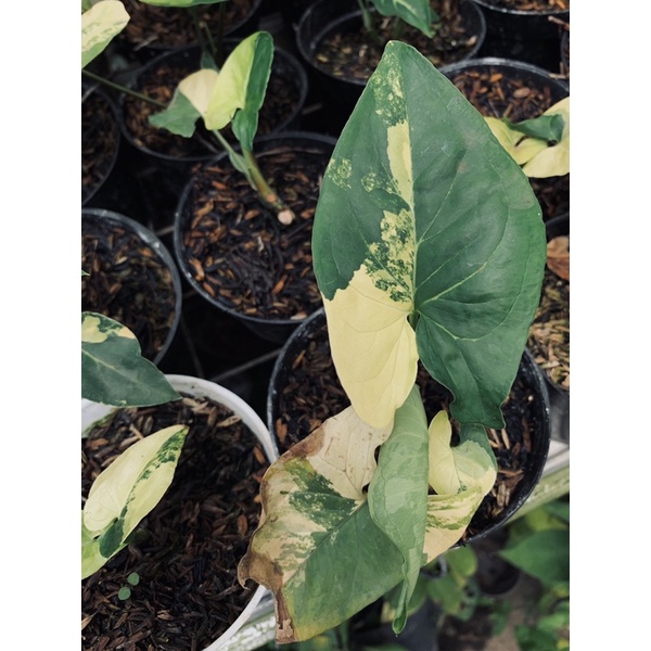 syngonium variegata yellow