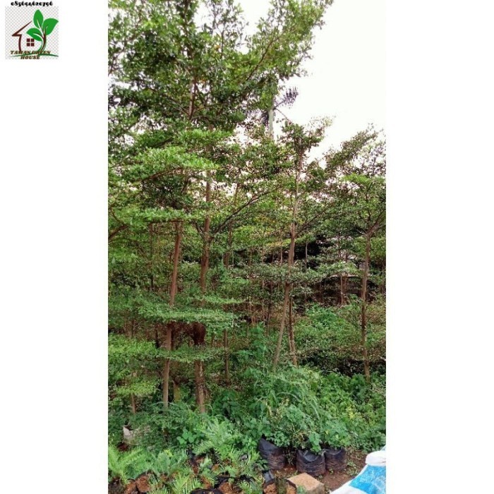 pohon Ketapang kencana tinggi 4 5 meter