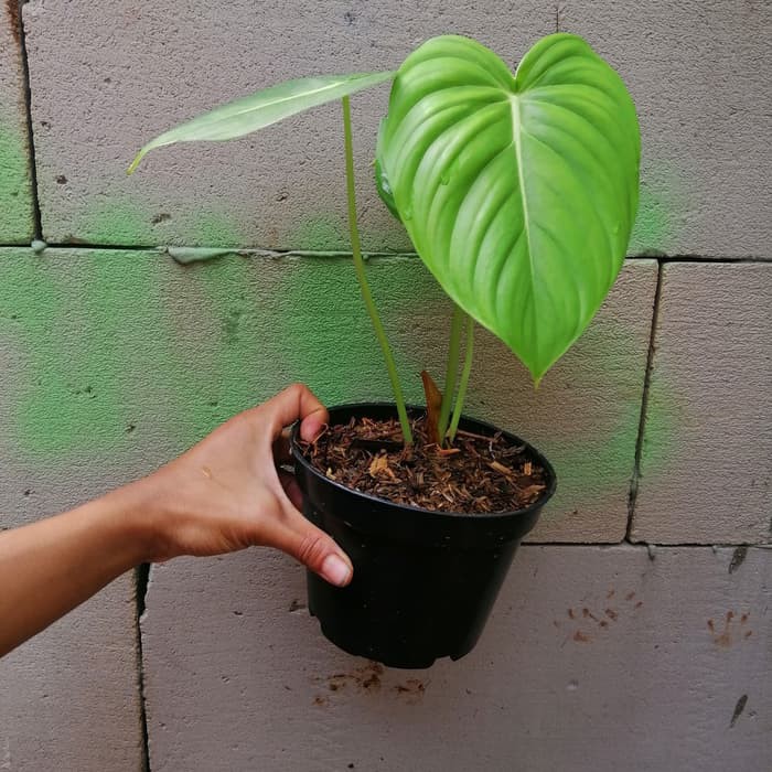 tanaman hias philodendron mcdowell