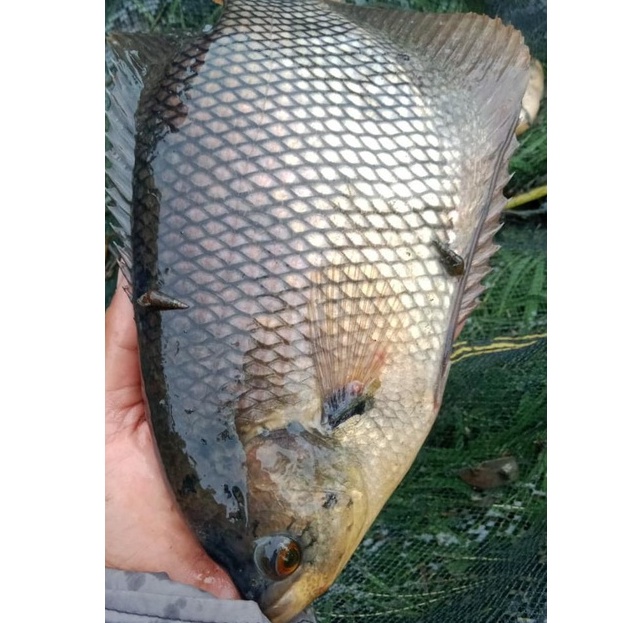 Ikan Gurami , Gurame Segar Fresh BERSIH Utuh 1Kg Ikan Konsumsi Air Tawar Ikan Bakar Mujaer Mujair