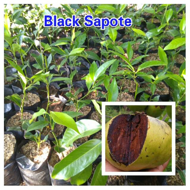 BIBIT TANAMAN  BLACK SAPOTE  bibit sawo Black Sapote bibit Sawo Jumbo Hitam bibit bllck sapote