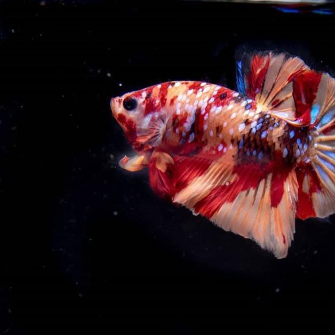 Anakan / Bahanan Ikan Cupang Hias Nemo Galaxi Multi Colour #006