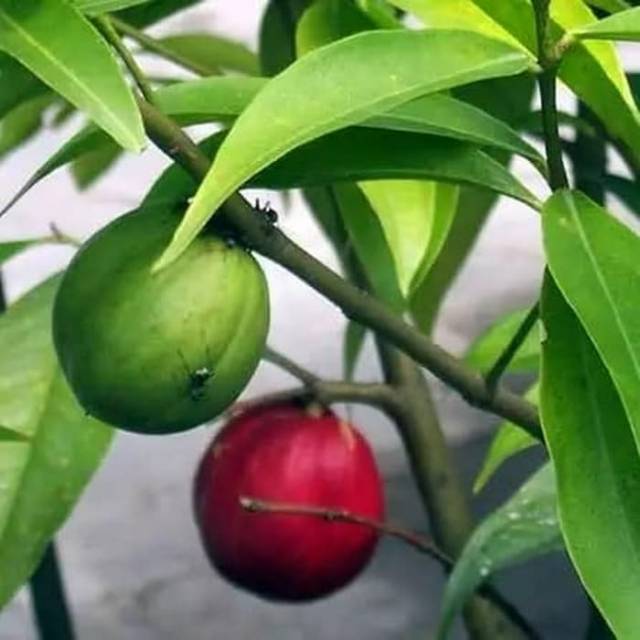 

Daun mahkota dewa segar 1kg organik siap ambil ke kebun