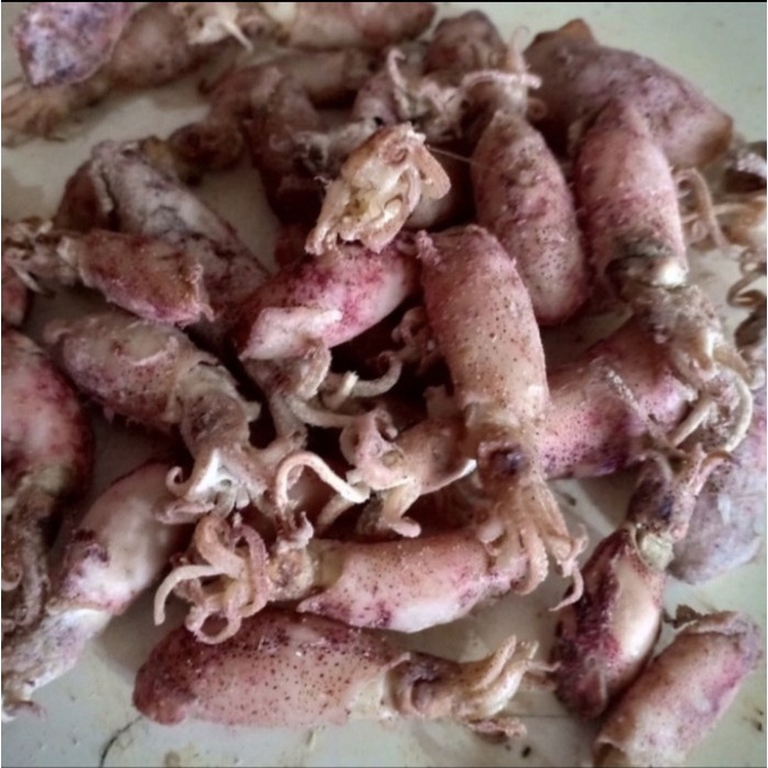 

Sontong Cumi Asin Baby Kualitas Terbaik 1kg