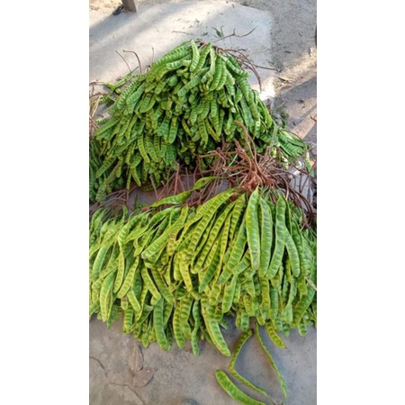 

DEB Pete Jawa Pete seger 10 lonjor/papan