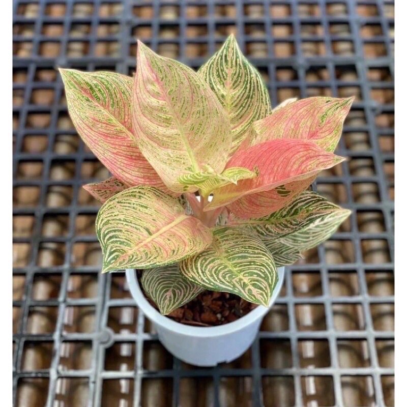 Aglonema golden hope