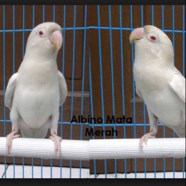 30++ Burung labet albino mata merah terupdate