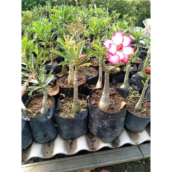 adenium bunga tumpuk sudah di grafting