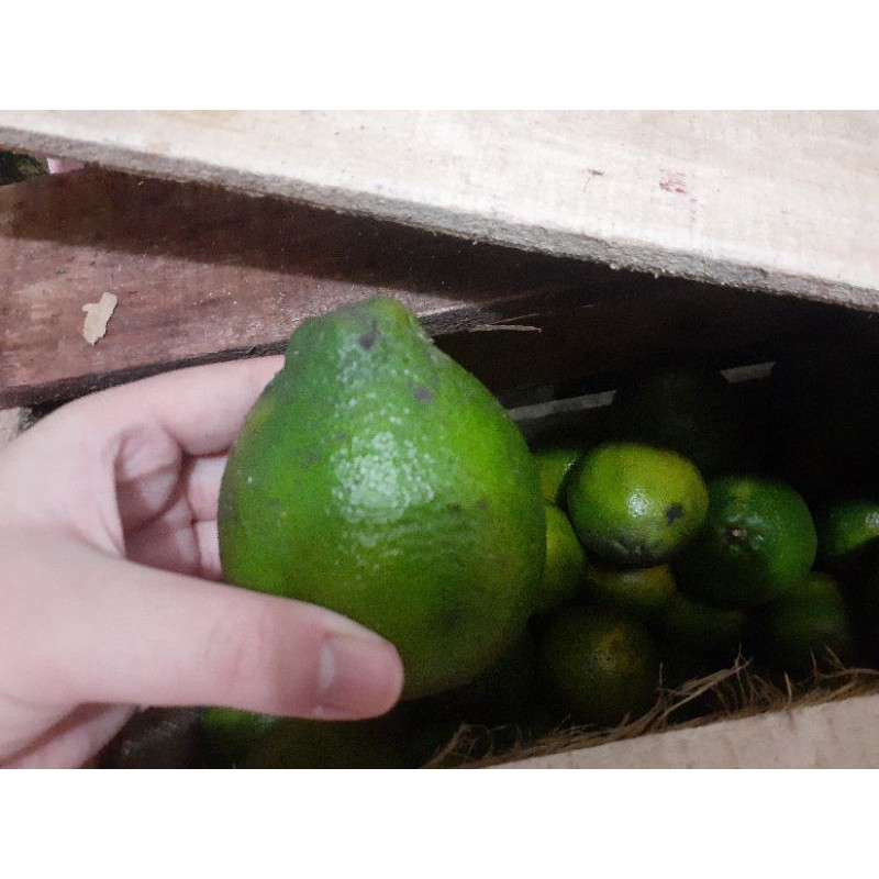 

nen cui kam / jeruk susu kalimantan/ jeruk kalimantan