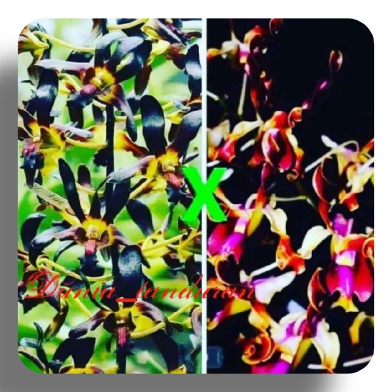 Anggrek Dendrobium Black Spider X Lashiantera