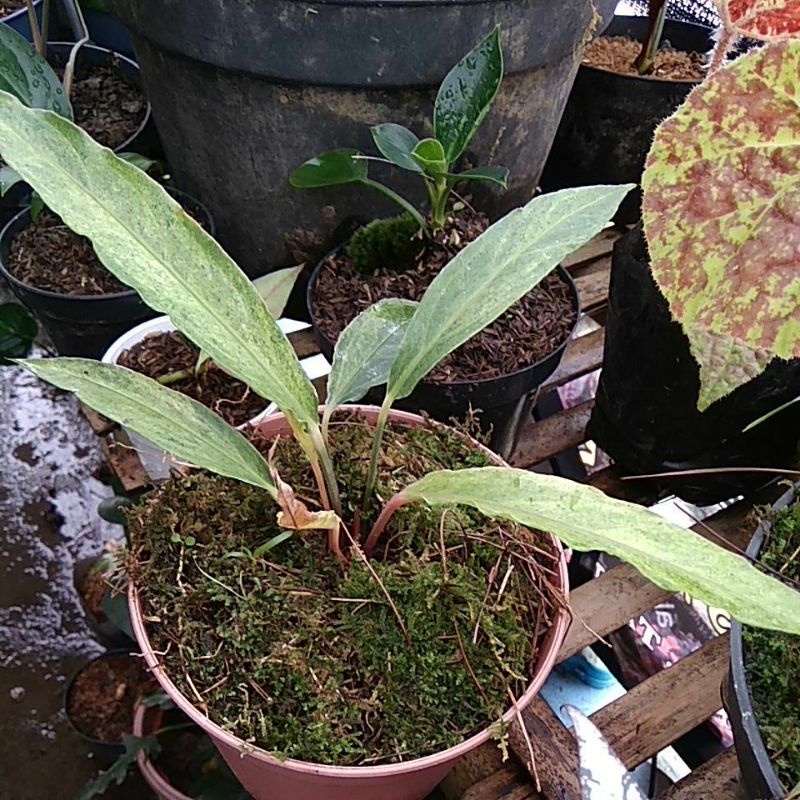 tanaman hias anturium keris varigata