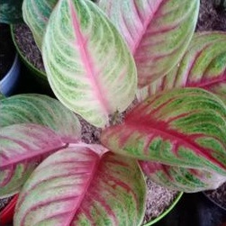 BUNGA AGLAONEMA RED PANAMA/panama red