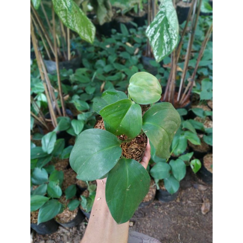 Tanaman Hoya Rambat - bibit hoya tanaman langka