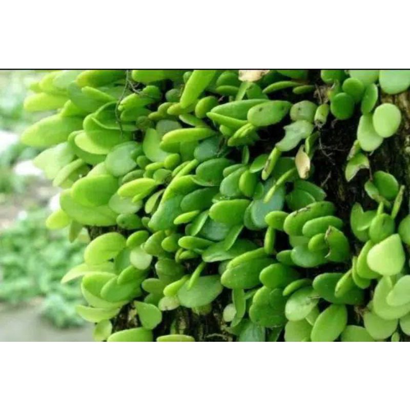 

100g DAUN SISIK NAGA HERBAL ALAMI