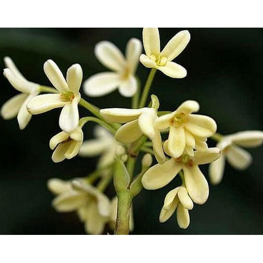 BIBIT TANAMAN SWEET OSMANTHUS bssg