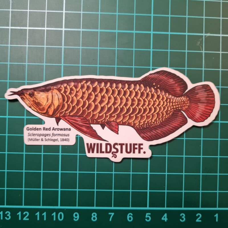 STICKER AROWANA RED TAIL GOLDEN RTG