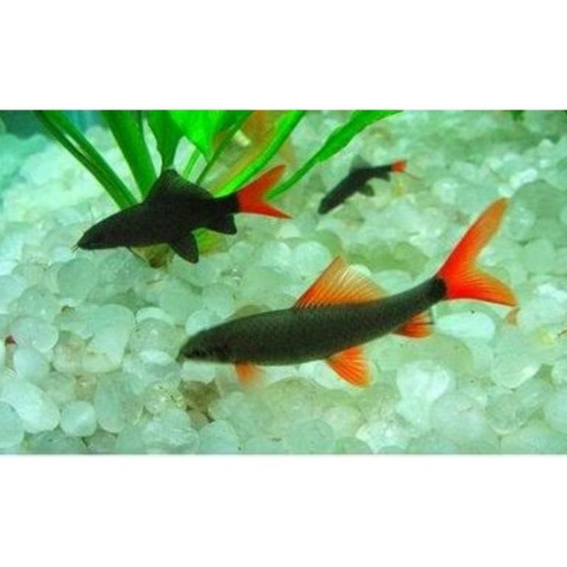 Ikan Redfin/ikan hias redfin