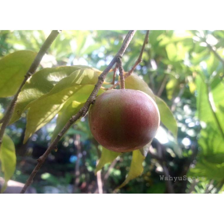 Bibit Buah Plum Merah