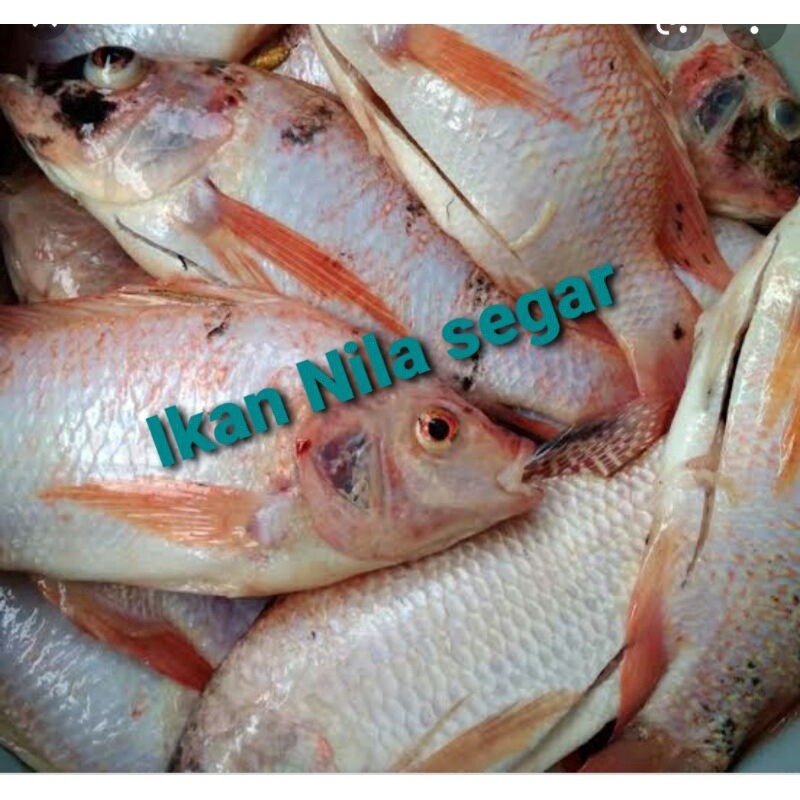 

ikan Nila segar500gr