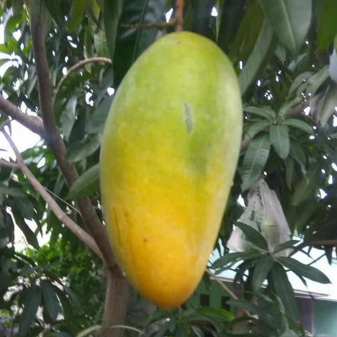 Bibit Tanaman Buah Mangga Kiojay Pohon Mangga Kiojay Pr1N