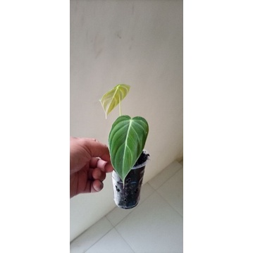 Philodendron Melano Melanochrysum