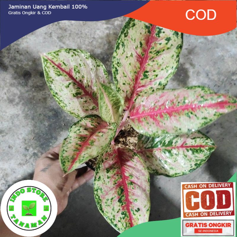 aglaonema sweet dream