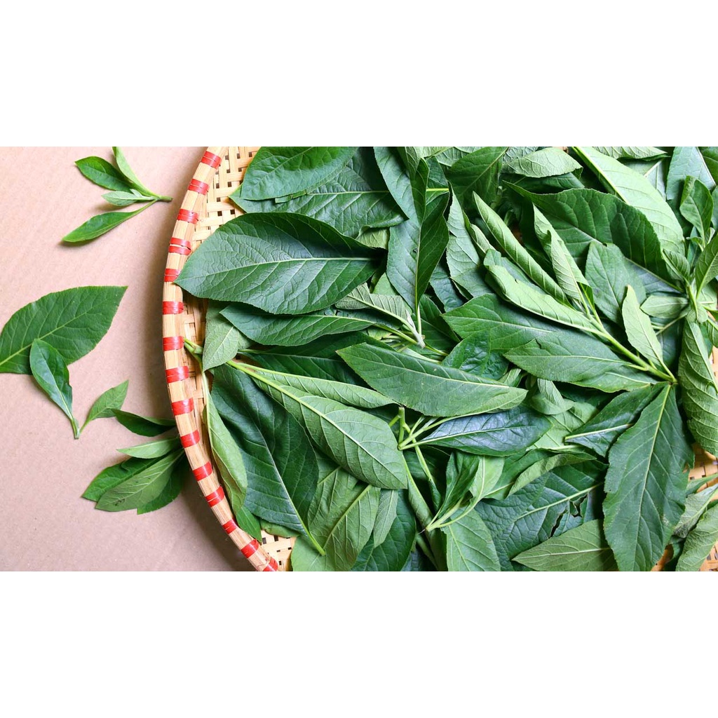 

Daun Afrika Segar Alami Murah Tanpa Pestisida