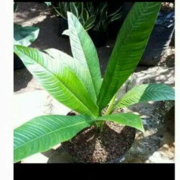 tanaman hias anthurium linet/philo linet