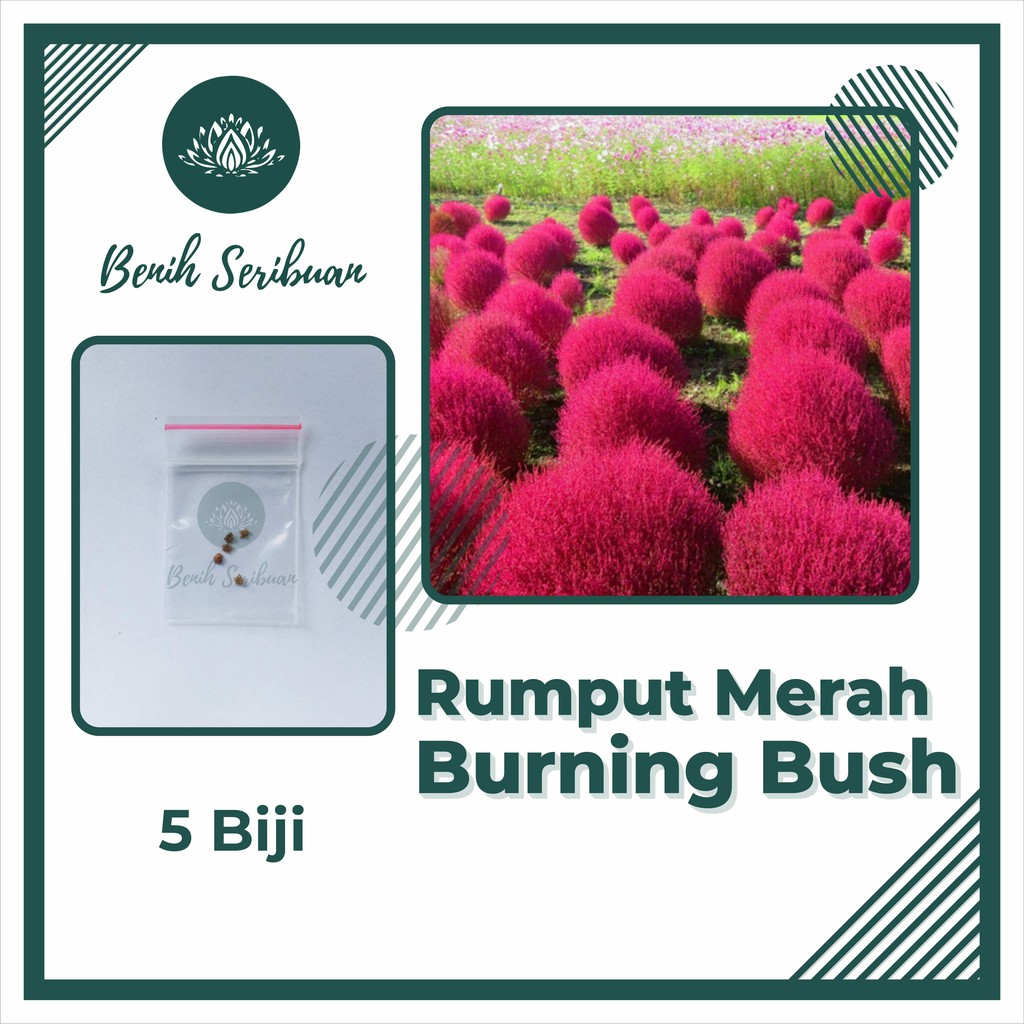 Bibit Bunga : 5 Benih Rumput Merah Membara Tanaman Hias Burning Bush Red Grass Premium Import