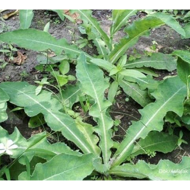 

Daun tempuyung segar 1 kg