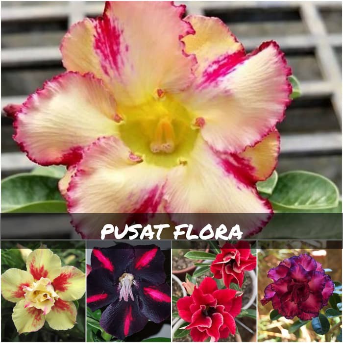 paket 5 adenium tumpuk