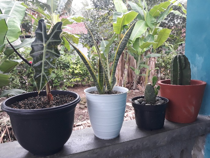 Pot Tawon Tirus Pot Lebah Hias Pirus Guci 201