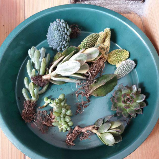 Paket Tanaman Hias Sukulen Sekulen Medium Random