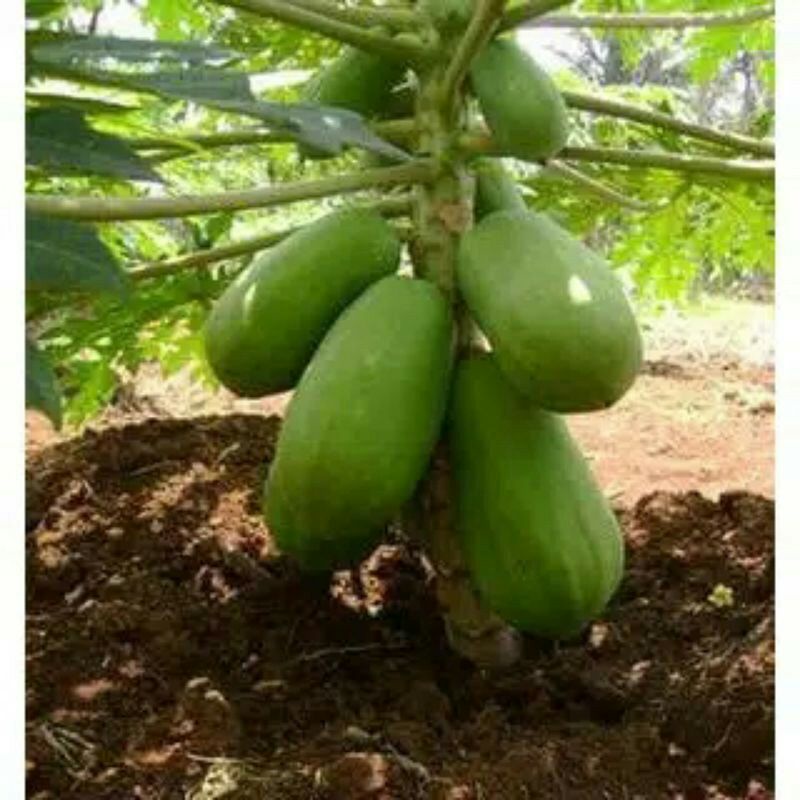 

Buah Pepaya Gandul California 1 buah 700g-1kg