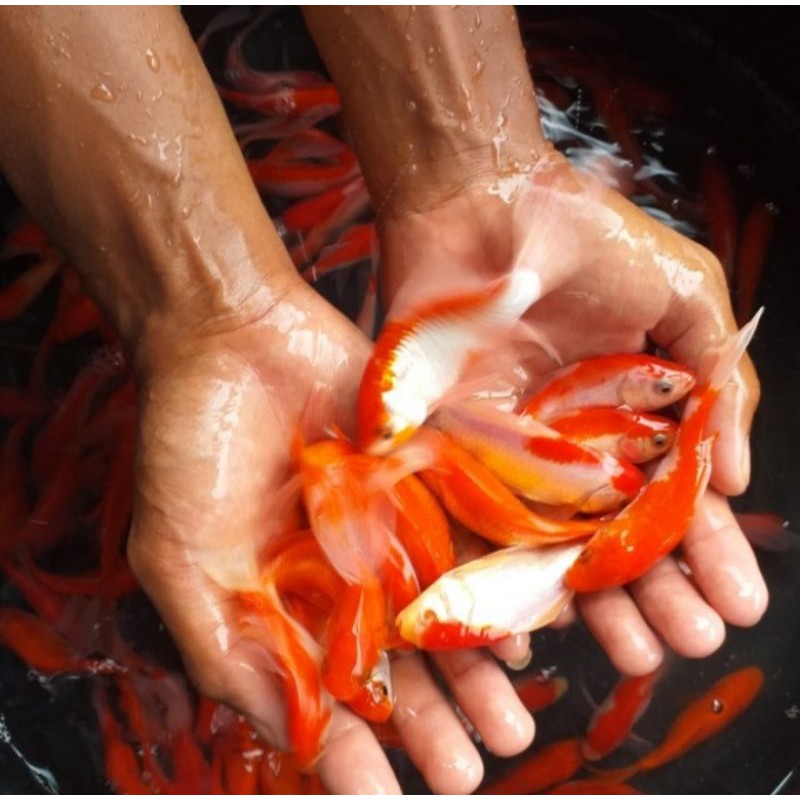 (10rbu 3 ekoe) ikan hias/ikan komet/komet