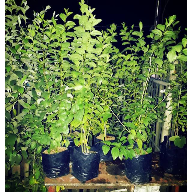 POHON BIDARA ARAB 1 METER TERMURAH DIJAKARTA