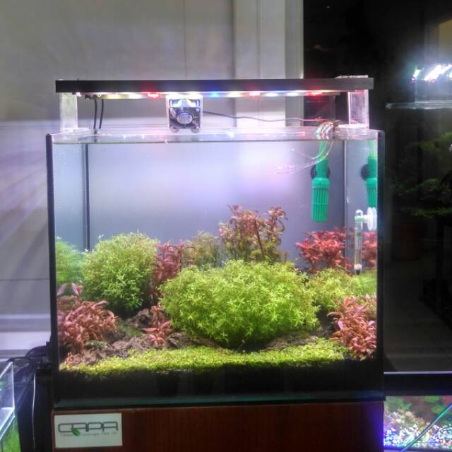 Aquascape Dutch Style Mini