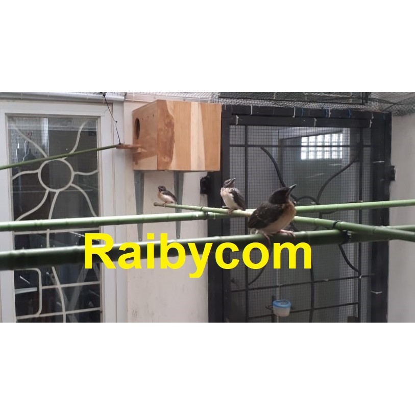 Anakan Burung Murai Batu Medan Bahan Hasil Ternak Penangkaran Ada Ring