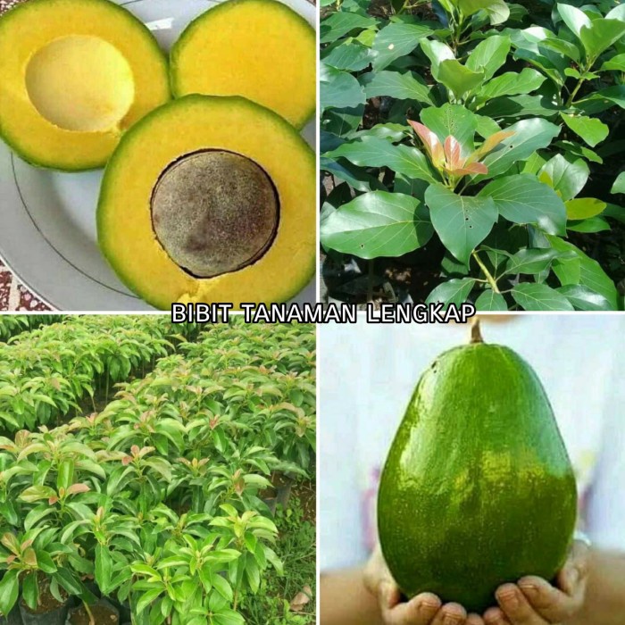 CODE ID BIBIT TANAMAN BUAH ALPUKAT MENTEGA SUPER