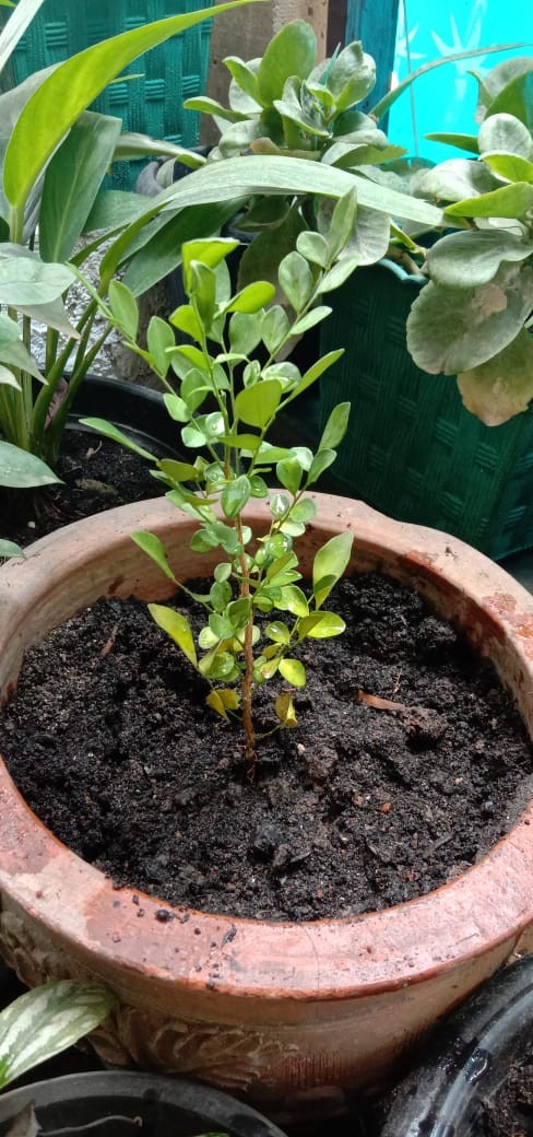 Pohon Kemuning - Tanaman Hias Bunga Kemuning