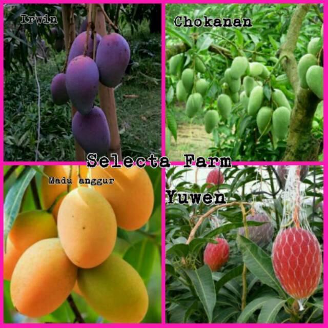 Paket 4 Bibit Buah Mangga
