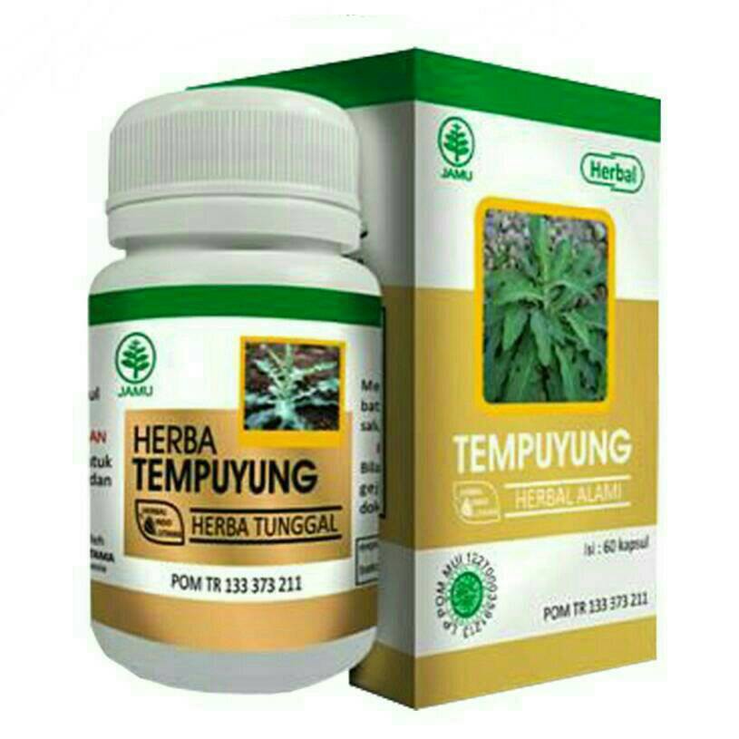 HIU TEMPUYUNG Batu Saluran Kencing Batu Ginjal Batu Empedu Disentri