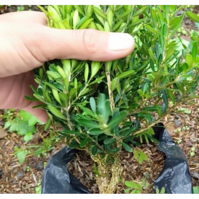 bahan bonsai boxus tanaman hias pohon bonsai boxus