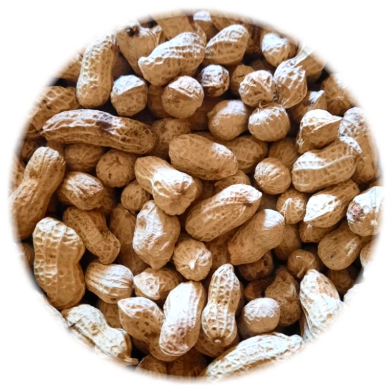 

Kacang Kulit Renyah